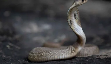 Φιλιππίνες: Η στιγμή που τουρίστες σε ξενοδοχείο ανοίγουν το καπάκι λεκάνης και πετάγεται βασιλική κόμπρα! (βίντεο)