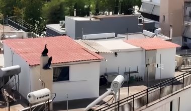 Σε τρώγλη έμενε η πολύτεκνη μητέρα από το Περιστέρι: Ήταν έγκυος στο 7ο παιδί – Τι δήλωσε ο σύζυγός της (βίντεο)