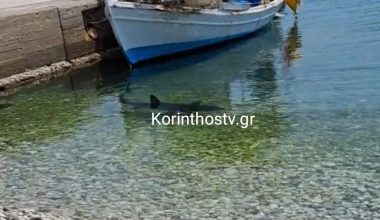 Επανεμφάνιση του καρχαρία 2,5 μέτρων στα Λουτρά Κορινθίας! – Δείτε το βίντεο