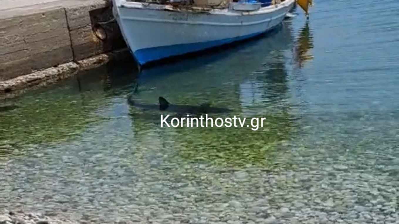 Επανεμφάνιση του καρχαρία 2,5 μέτρων στα Λουτρά Κορινθίας! – Δείτε το βίντεο