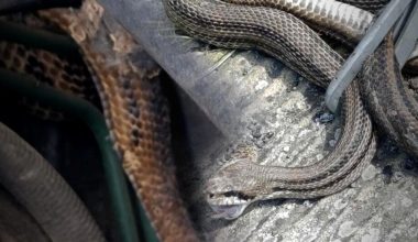 Παραλίγο τραγωδία στη Ναύπακτο: Τεράστιο φίδι μπλόκαρε τιμόνι αυτοκίνητου που βρισκόταν εν κινήσει (φώτο)