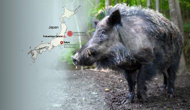 Φουκουσίμα: Ανεξέλεγκτη εξάπλωση υβριδικών «σούπερ-γουρουνιών» στις εγκαταλελειμμένες ραδιενεργές περιοχές