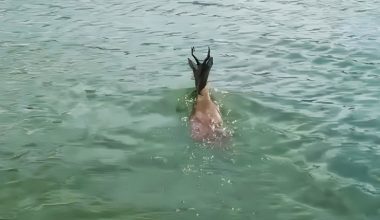 Κοζάνη: Ζαρκάδι διέσχισε κολυμπώντας τη λίμνη Πολυφύτου (βίντεο)