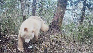 Kίνα: Kάμερα κατέγραψε ξανά το μοναδικό γιγάντιο λευκό πάντα στον κόσμο – Δείτε βίντεο