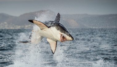 Φρικτός θάνατος για 39χρονο στην Αυστραλία: Τον κατασπάραξε καρχαρίας στο Κουίνσλαντ!