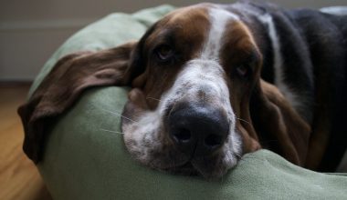 Οι 7 ιδανικές ράτσες σκύλων για όσους λατρεύουν τον καναπέ και την ηρεμία