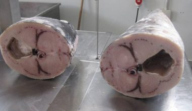 ΕΦΕΤ: Ανακαλεί από την αγορά κατεψυγμένο ξιφία – Εντοπίστηκαν υψηλά επίπεδα υδραργύρου