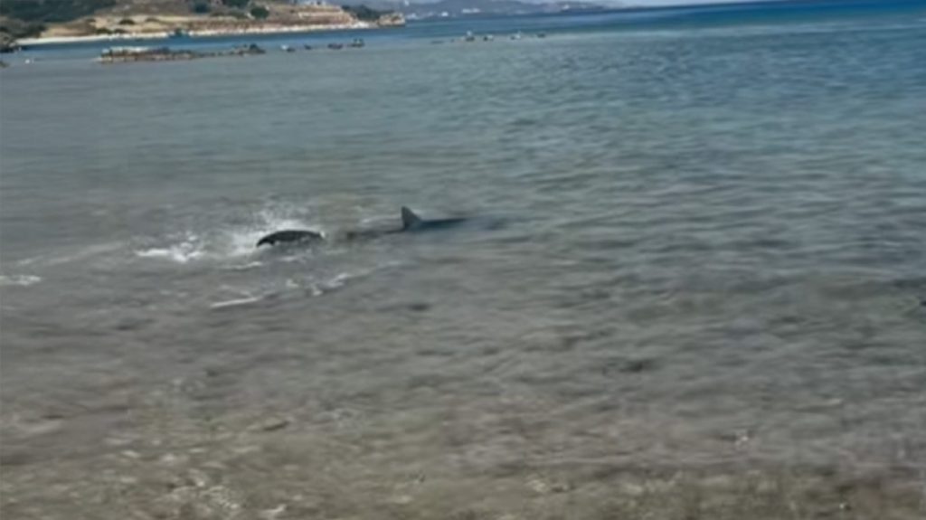 Εμφάνιση καρχαρία σε παραλία στις Κεχριές Κορίνθου: Πολίτες τον κατέγραψαν έκπληκτοι  – Δείτε βίντεο
