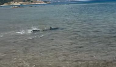 Εμφάνιση καρχαρία σε παραλία στις Κεχριές Κορίνθου: Πολίτες τον κατέγραψαν έκπληκτοι  – Δείτε βίντεο