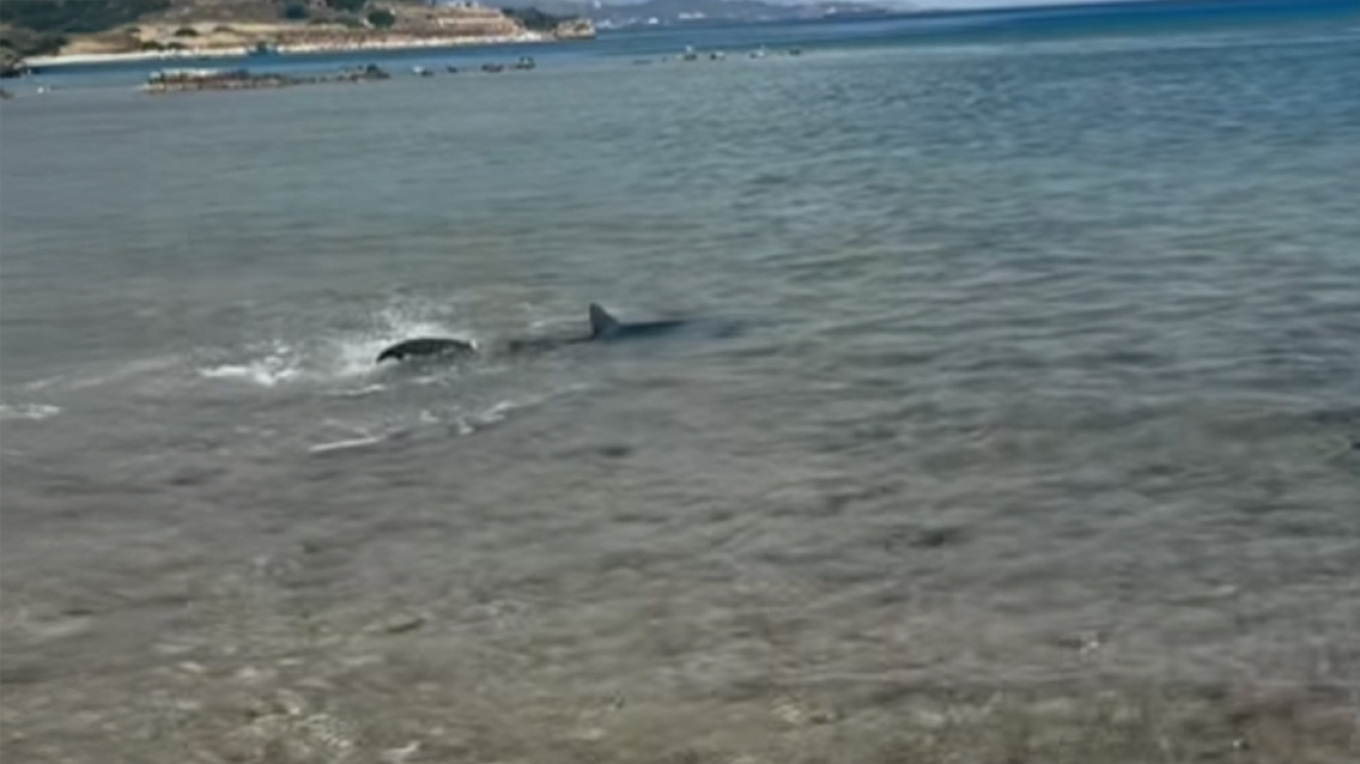 Εμφάνιση καρχαρία σε παραλία στις Κεχριές Κορίνθου: Πολίτες τον κατέγραψαν έκπληκτοι – Δείτε βίντεο