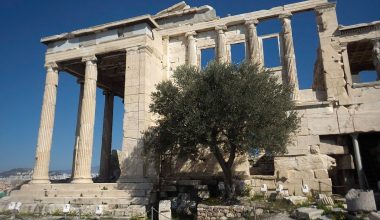 Ο θρύλος της ιερής ελιάς που βρίσκεται στην Ακρόπολη