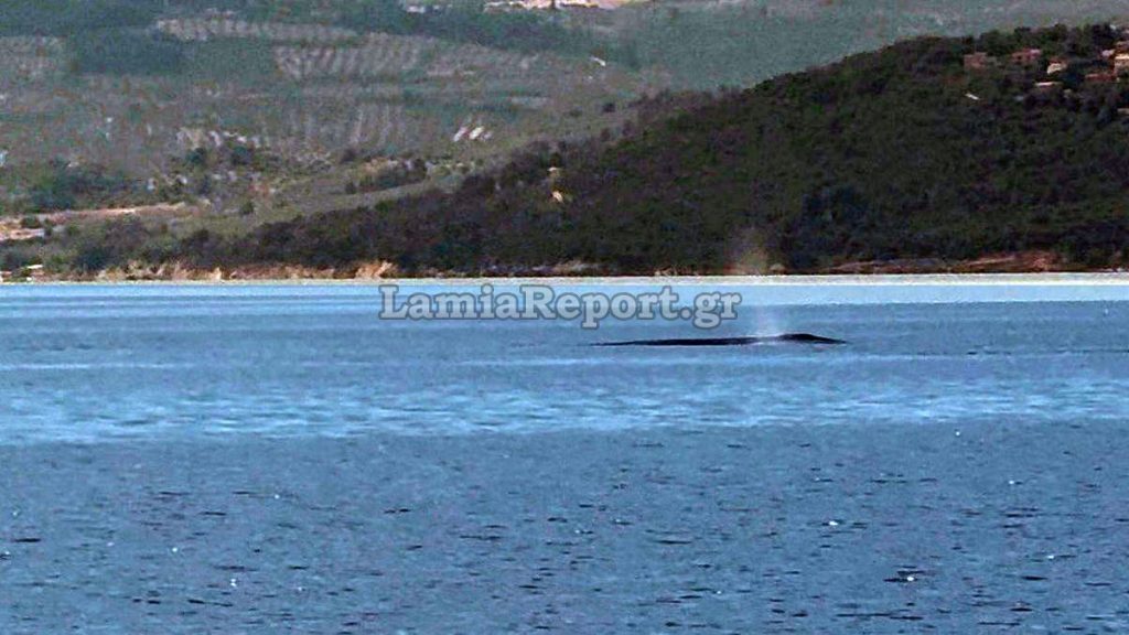 Για πρώτη φορά εμφανίστηκε φάλαινα στον βόρειο Ευβοϊκό Κόλπο – Έμειναν άναυδοι οι πολίτες όταν την είδαν! (βίντεο)