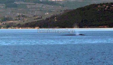 Για πρώτη φορά εμφανίστηκε φάλαινα στον βόρειο Ευβοϊκό Κόλπο – Έμειναν άναυδοι οι πολίτες όταν την είδαν! (βίντεο)
