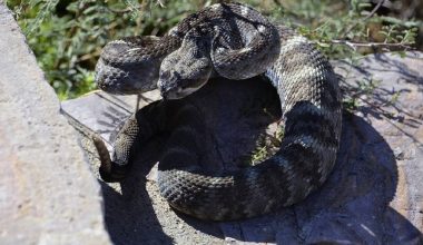Ρόμπερτ Φ. Κένεντι Τζούνιορ: Το νέο βίντεο που δημοσίευσε με τον ίδιο να «παλεύει» με κροταλία