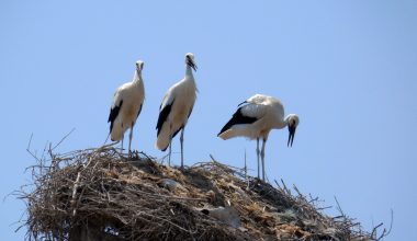 Καλά νέα για το οικοσύστημα του Έβρου: Οι πελαργοί επιστρέφουν στις Φέρες και στήνουν φωλιές