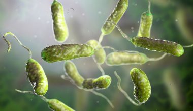 ΗΠΑ: Ανησυχία για το «σαρκοφάγο βακτήριο» Vibrio vulnificus – Μπορεί να προκαλέσει ακόμη και ακρωτηριασμό