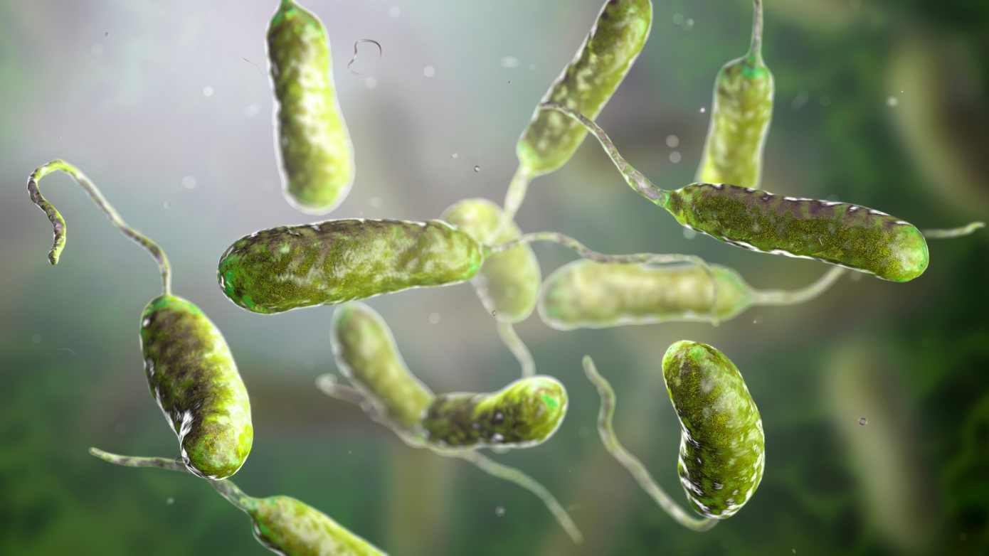 ΗΠΑ: Ανησυχία για το «σαρκοφάγο βακτήριο» Vibrio vulnificus – Μπορεί να προκαλέσει ακόμη και ακρωτηριασμό