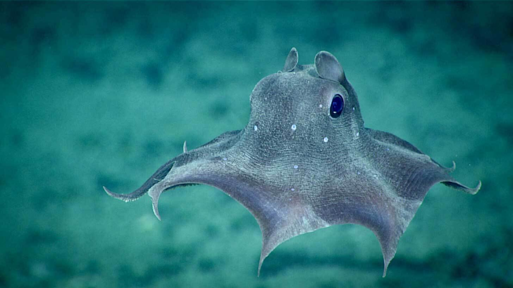 Opisthoteuthis carnarvonensis: Το νέο είδος χταποδιού βαθέων υδάτων με τα ασυνήθιστα μεγάλα μάτια