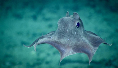 Opisthoteuthis carnarvonensis: Το νέο είδος χταποδιού βαθέων υδάτων με τα ασυνήθιστα μεγάλα μάτια