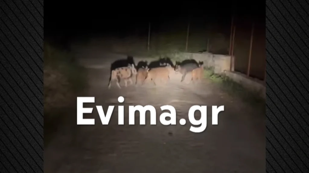 «Με συνόδευαν στο σκοτάδι!» – Αγέλη αγριογούρουνων ακολούθησε ντελιβερά στην Εύβοια (βίντεο)