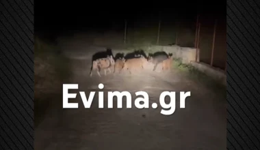 «Με συνόδευαν στο σκοτάδι!» – Αγέλη αγριογούρουνων ακολούθησε ντελιβερά στην Εύβοια (βίντεο)