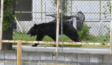 Δείτε βίντεο: Αρκούδα που τραυμάτισε 4 άτομα στην Ιαπωνία δραπέτευσε και δεν έχει βρεθεί ακόμη