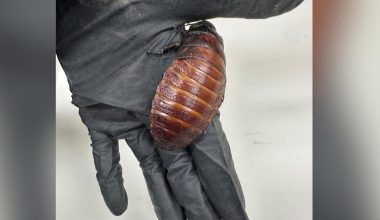 Σοκ στην Αυστραλία: Μαζική θανάτωση 100.000 δηλητηριωδών κατσαρίδων – Θα ξεσπούσε υγειονομική «βόμβα» (βίντεο)
