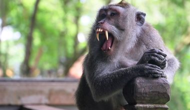 Ταϊλάνδη: Φρικτός θάνατος για 7χρονο μετά από άγρια επίθεση που δέχθηκε από τον πίθηκο – κατοικίδιο της οικογένειας