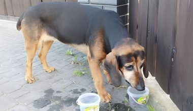Απίστευτο κι όμως αληθινό: Σκυλίτσα στην Πολωνία επέστρεψε στο σπίτι της 5 χρόνια μετά την εξαφάνισή της (βίντεο)