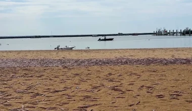 Ανησυχία στην Μασαχουσέτη: Χιλιάδες καλαμάρια ξεβράστηκαν σε παραλία – Τι λένε οι ειδικοί (βίντεο)