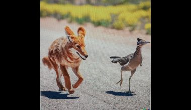 ΑΙ βίντεο με κογιότ που κυνηγάει έναν «roadrunner» έχει γίνει viral: Ωστόσο δεν απέχει πολύ από την πραγματικότητα