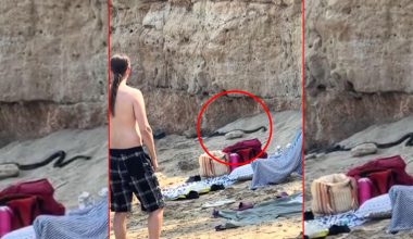 Αναστάτωση σε παραλία στην Κύπρο: Η στιγμή που εμφανίζονται δύο μεγάλα μαύρα φίδια (βίντεο)