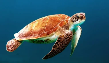 Κίνα: Καταγγέλλει πως ξένες υπηρεσίες πληροφοριών χρησιμοποιούν θαλάσσιες χελώνες και ψάρια για κατασκοπεία