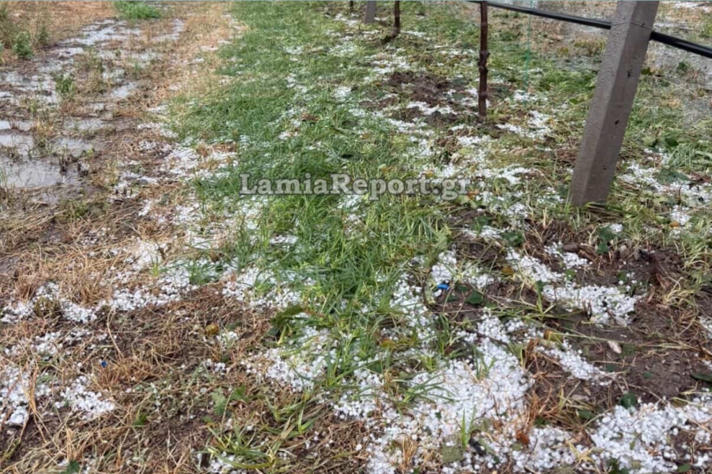 Σφοδρή χαλαζόπτωση στη Φθιώτιδα προκάλεσε καταστροφές σε καλλιέργειες ακτινιδίων και ελιών (βίντεο)