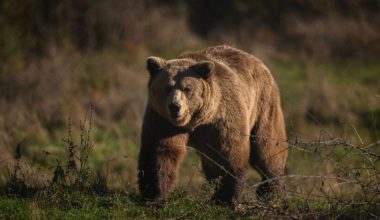 Βίντεο: Η στιγμή που αρκούδα εισβάλλει σε χώρο πικνίκ στην Τουρκία και τρώει το φαγητό επισκεπτών