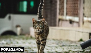Κτηνωδία στη Θεσσαλονίκη: Συνταξιούχος αστυνομικός δηλητηρίασε με φόλα οκτώ αδέσποτες γάτες