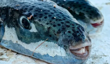 Αυτά είναι τα είδη λαγοκεφάλων που υπάρχουν στην Ελλάδα: Ποιο θεωρείται το πιο επικίνδυνο