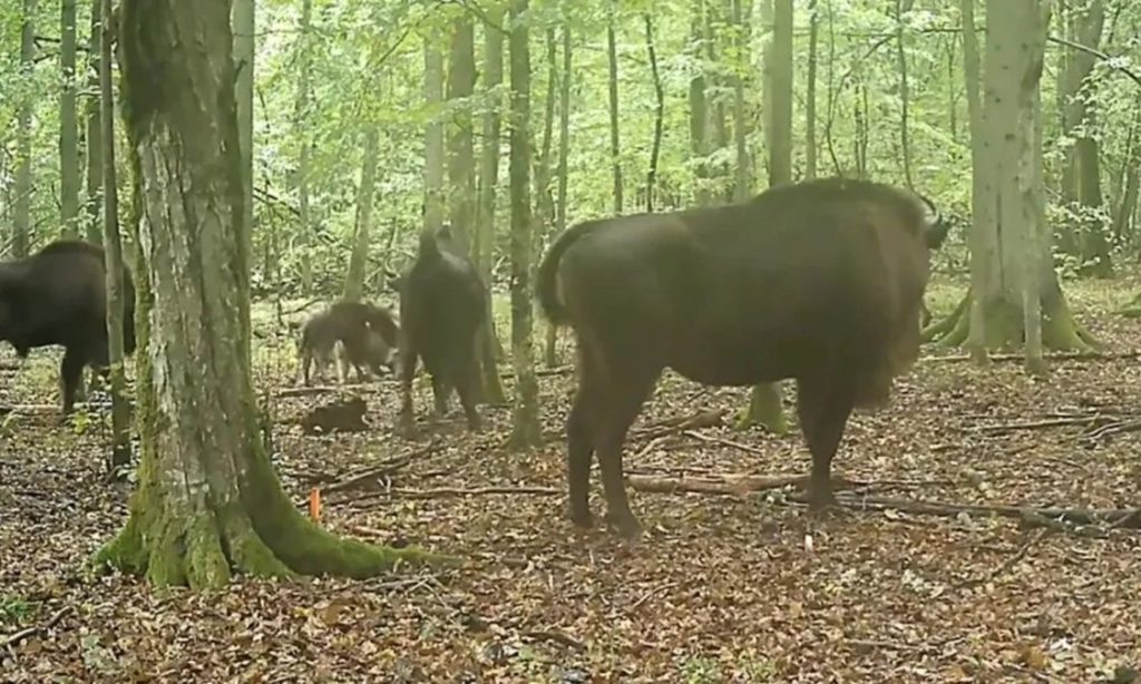 Επιστήμονες κατέγραψαν για πρώτη φορά λύκους να κυνηγούν ευρωπαϊκούς βίσονες στο αρχέγονο δάσος Μπιαλοβιέζα