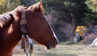 Τραγικό δυστύχημα στη Μυτιλήνη – Νεκρός 75χρονος από επίθεση αλόγου