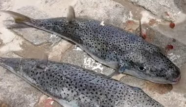 Η κυβέρνηση εξετάζει το ενδεχόμενο αμοιβής στους ψαράδες για την αλιεία λαγοκέφαλων