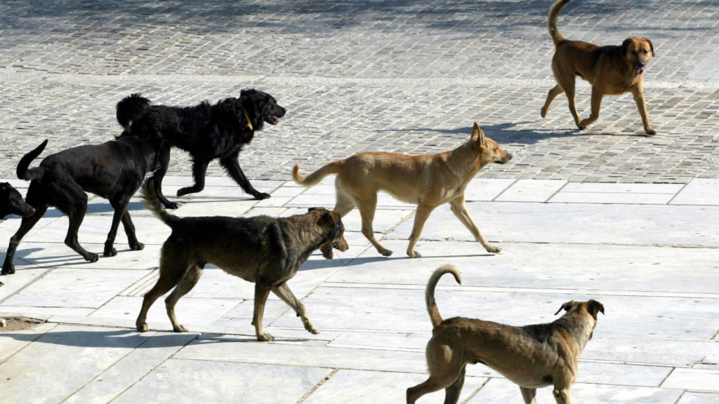 «Φοβόμαστε να κυκλοφορήσουμε»: Αγέλη 20 σκύλων προκαλεί τρόμο σε Πυλαία, Τούμπα και Καλαμαριά (βίντεο)