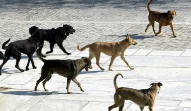 «Φοβόμαστε να κυκλοφορήσουμε»: Αγέλη 20 σκύλων προκαλεί τρόμο σε Πυλαία, Τούμπα και Καλαμαριά (βίντεο)