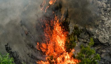 Τρεις συλλήψεις για πυρκαγιές από αμέλεια σε Ηλεία, Κιλκίς και Εύβοια – Πάνω από 100 αυτόφωρα το 2026