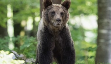 Βίντεο: Αρκούδα «εισέβαλε» σε αστυνομικό τμήμα στο Κολοράντο και έκανε βόλτα ανάμεσα στα περιπολικά