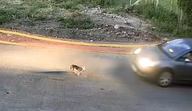 Bίντεο-σοκ: Γυναίκα στην Ηλεία σκοτώνει με το αυτοκίνητό της σκυλάκι στη μέση του δρόμου! (σκληρές εικόνες)