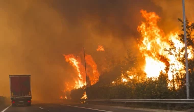 Φωτιά στην Βοιωτία: Καταστράφηκαν ολοσχερώς αγροτικές καλλιέργειες και κτηνοτροφική μονάδα – Κάηκαν ζώα
