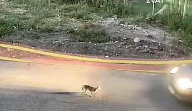 Βαρύ κατηγορητήριο για την 60χρονη στη Γαστούνη για θανάτωση ζώου (βίντεο)