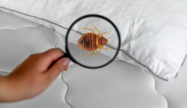 Καλοκαιρινές διακοπές: Ο έλεγχος των 2 λεπτών για να εντοπίσετε κοριούς στο δωμάτιο του ξενοδοχείου