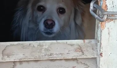 Βόλος: Διασώθηκε σκυλάκι που ζούσε εγκλωβισμένο ανάμεσα σε σκουπίδια μετά από καταγγελίες πολιτών