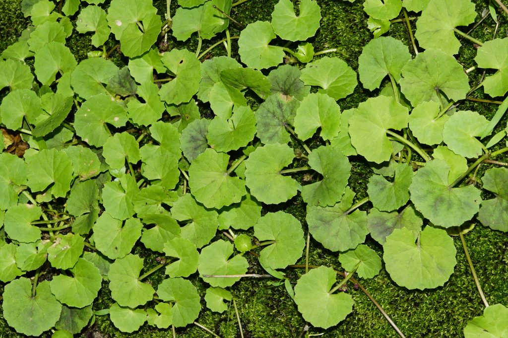 Centella Asiatica: Το βότανο που υπόσχεται πιο υγιές και νεανικό δέρμα
